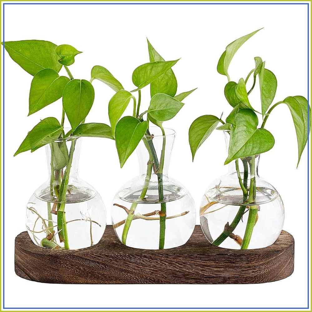 Desktop Plant Propagation Stat - Propagation Station Vase recension och pris