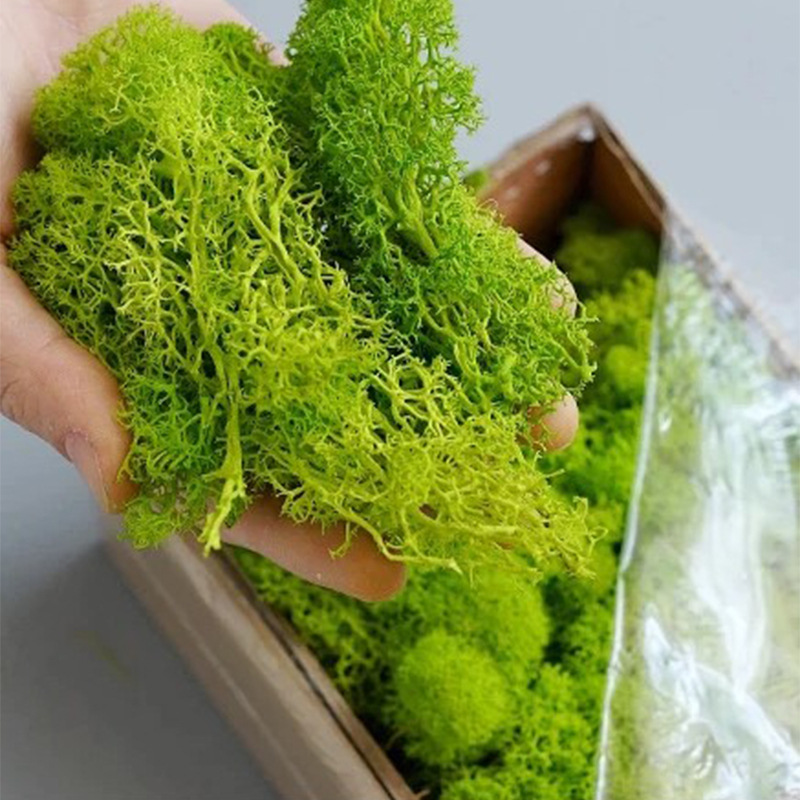 20/40/100g Eternal Life Moss D - Sphagnum Moss Dry recension och pris
