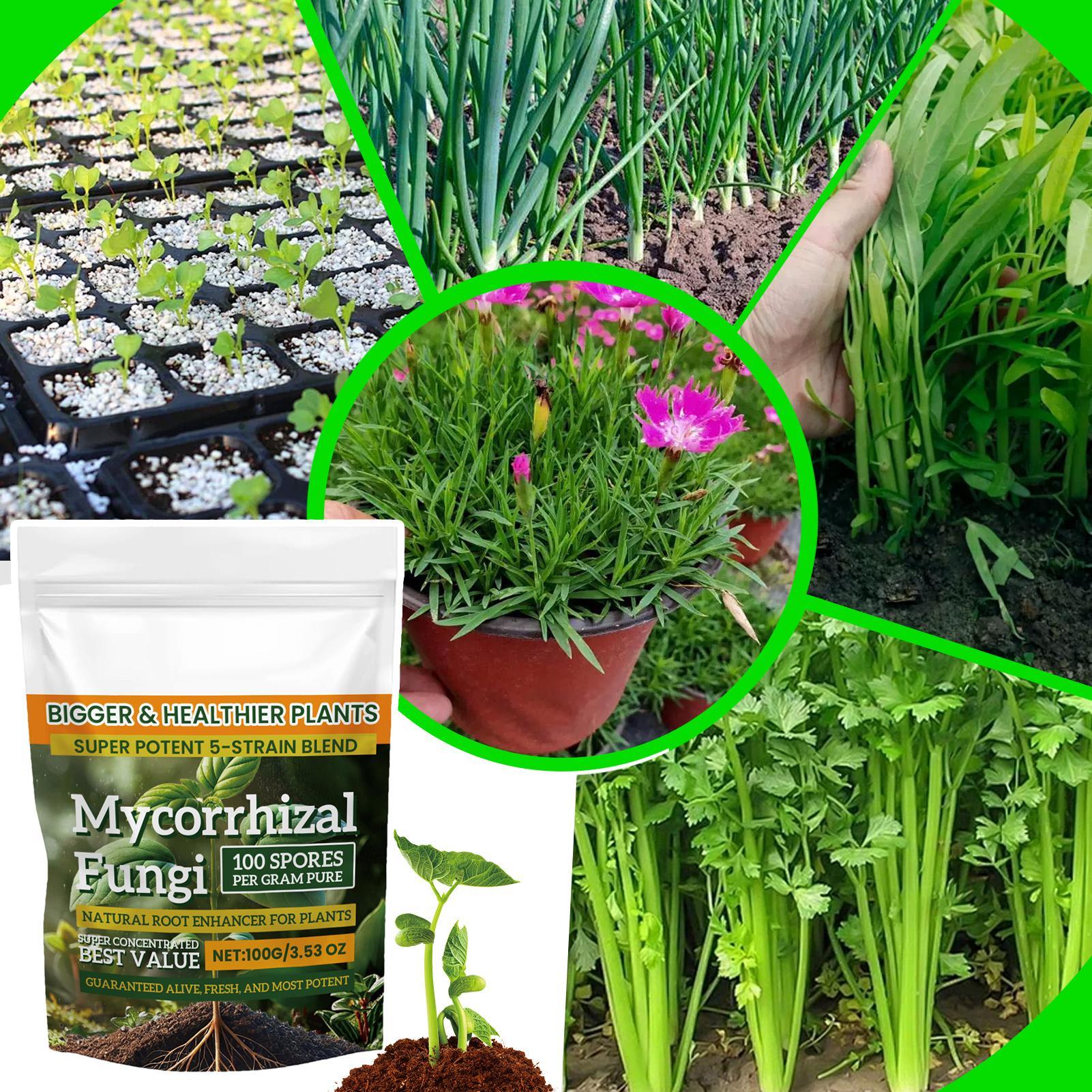 Plant Growth Enhancer Powder 1 - Rooting Hormone Powder recension och pris