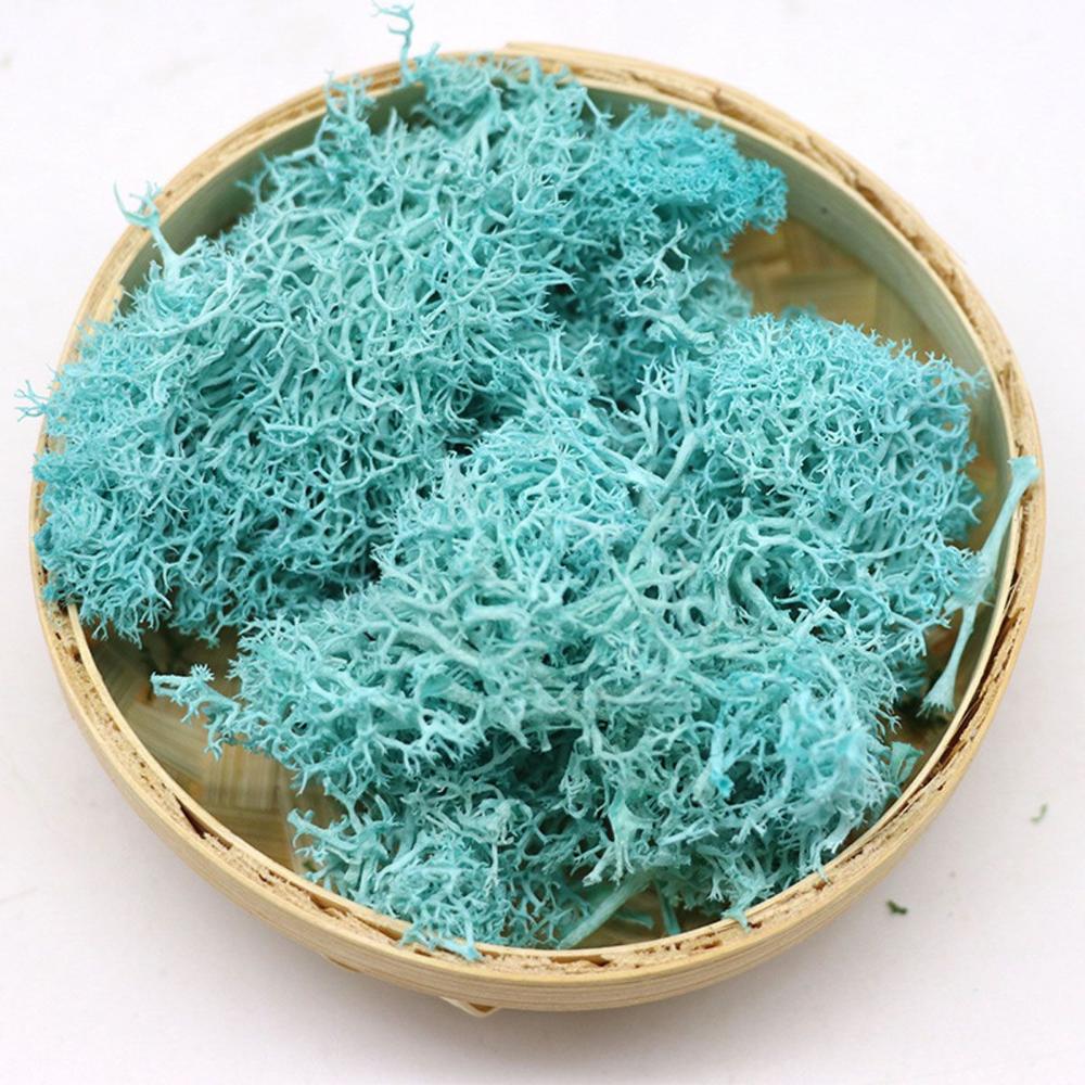 Colorful DIY Home Decor Christ - Sphagnum Moss Dry recension och pris